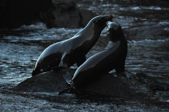 Leões-marinho em Rocca Redonda, na Isla Isabel, em Galápagos
